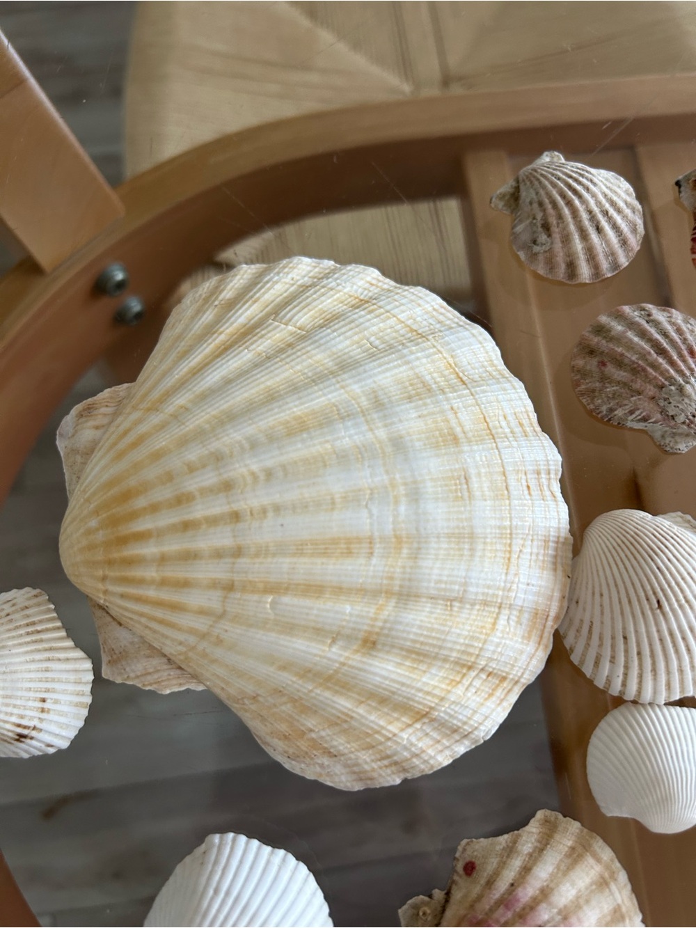 Assorted Natural Sea Shell Collection - Picture 4 of 10